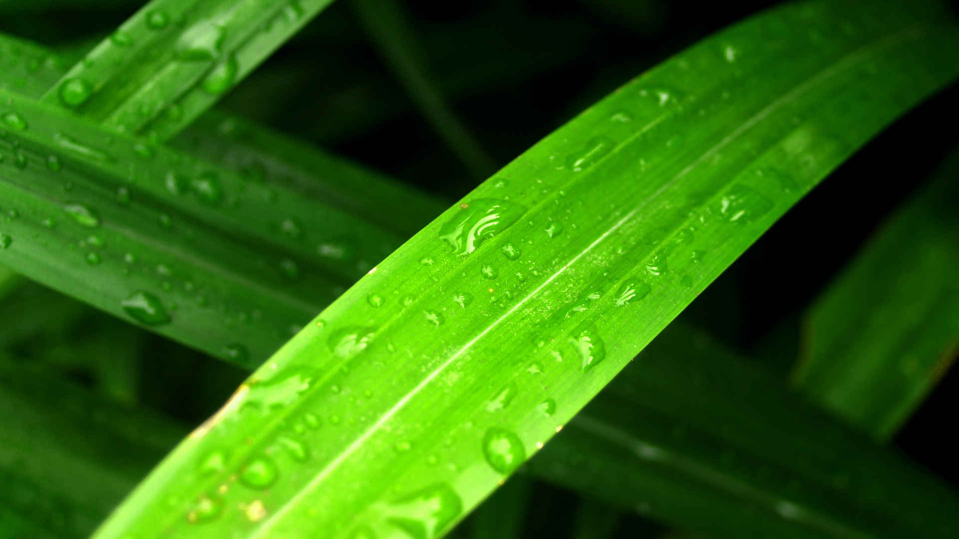 小草上的水珠露珠图片