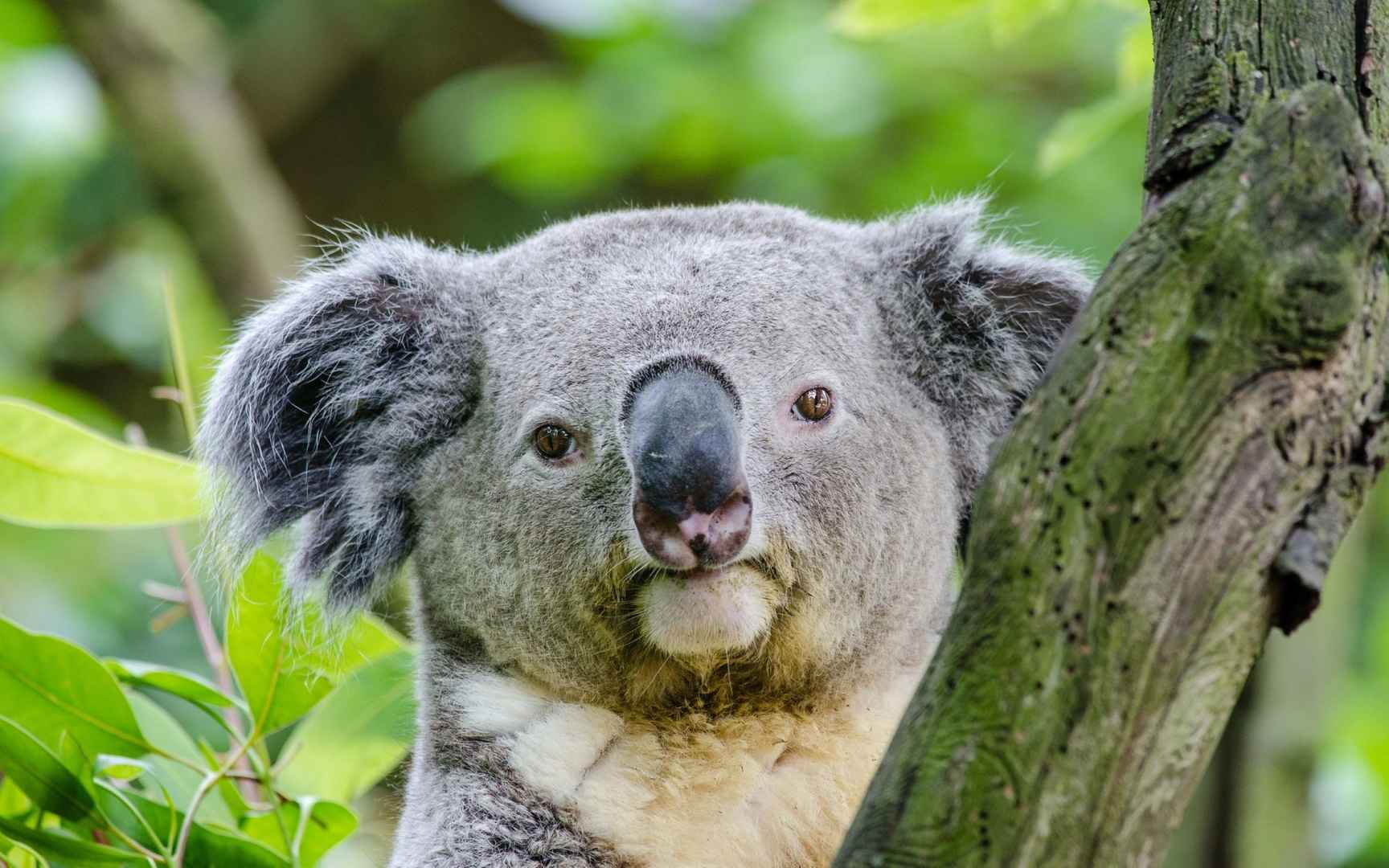 澳大利亚树袋熊(考拉)图片 - 25H.NET壁纸库