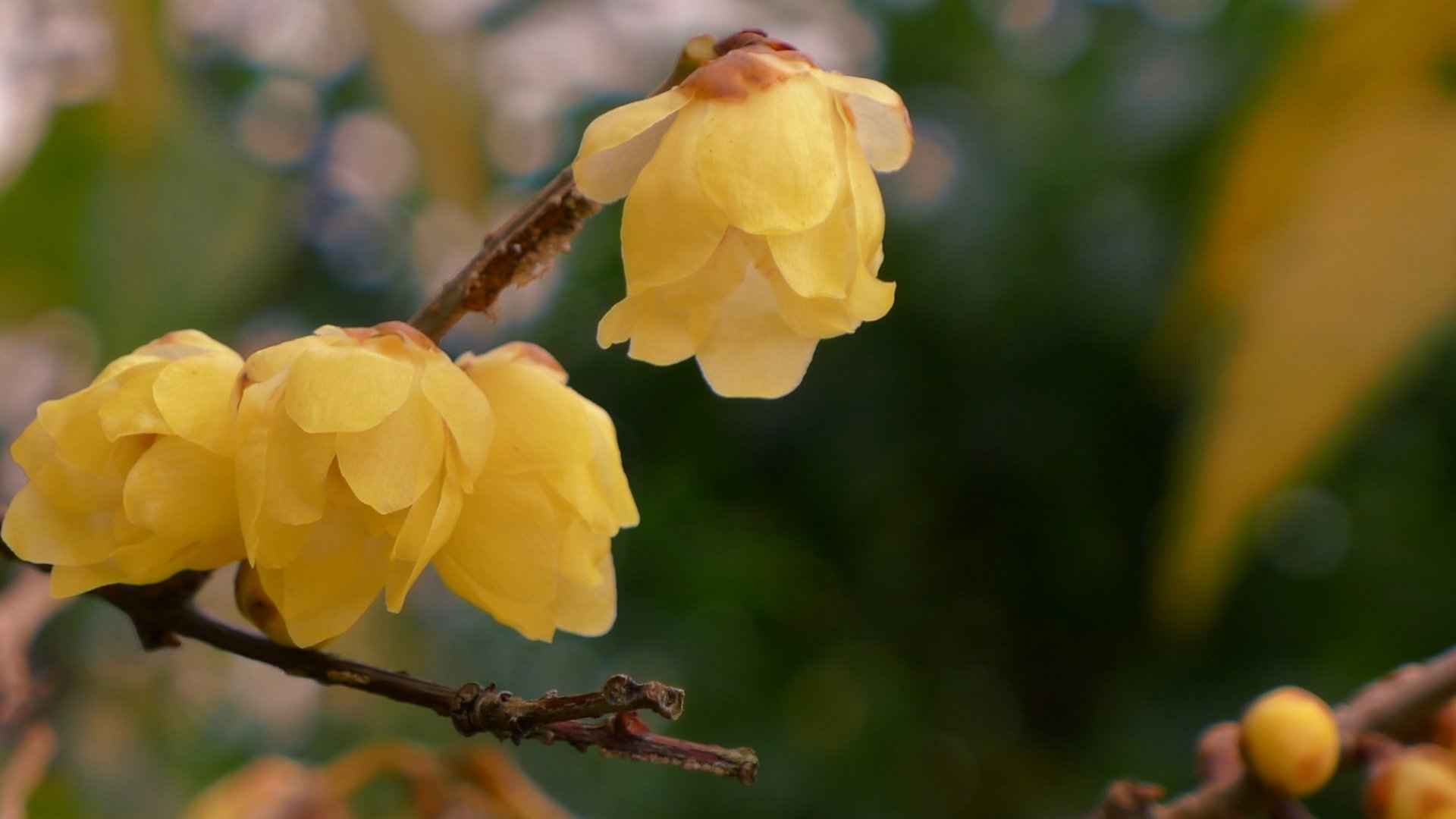 腊梅花图片桌面壁纸