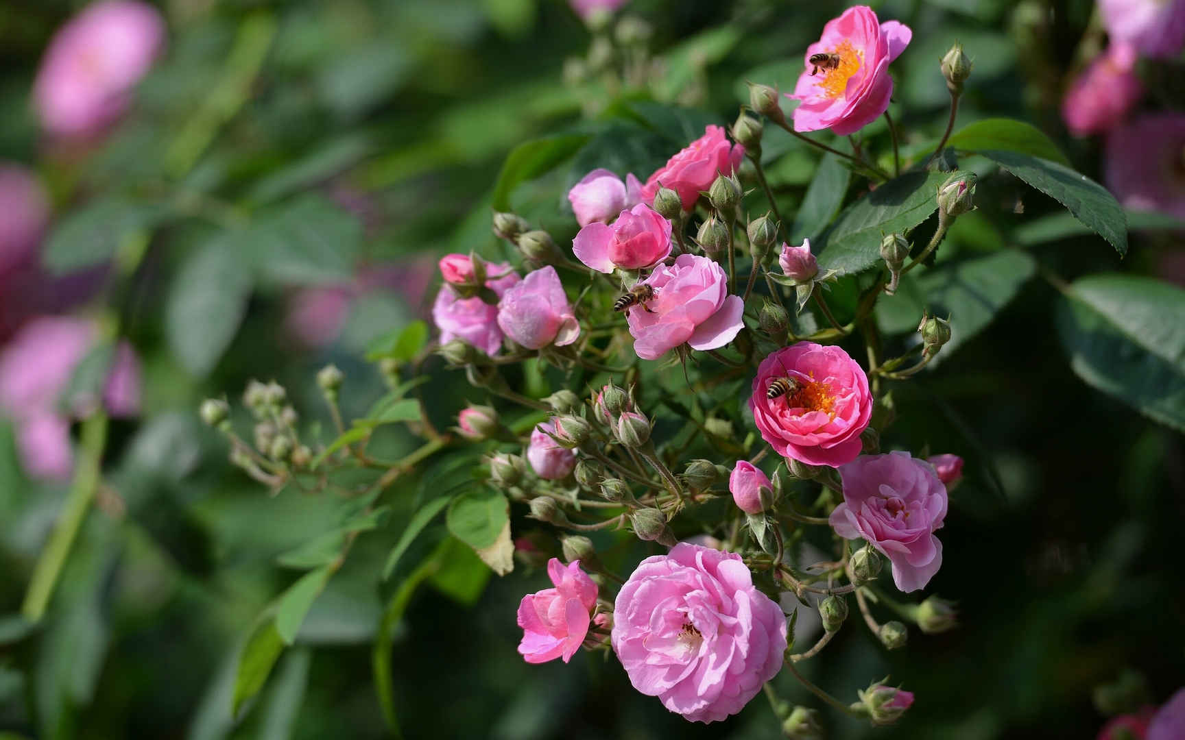 英国国花玫瑰花图片壁纸