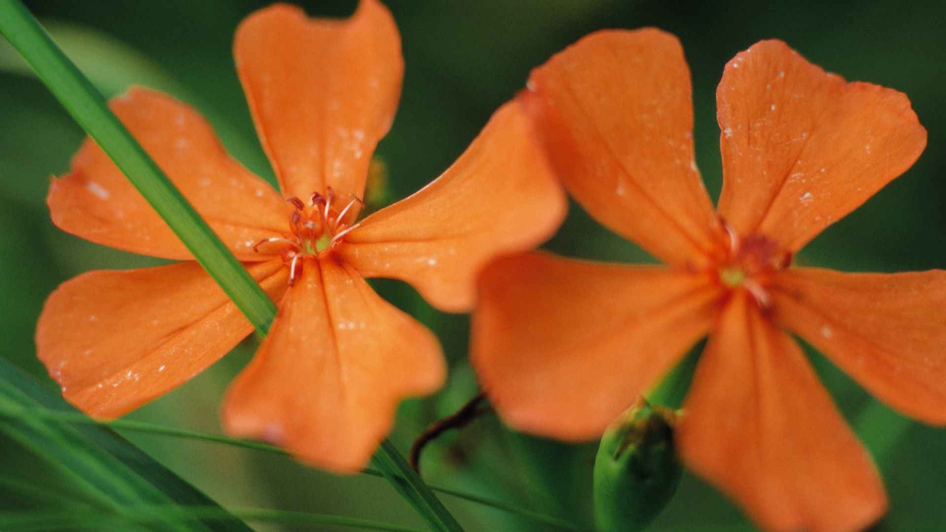 好看的野花图片大全