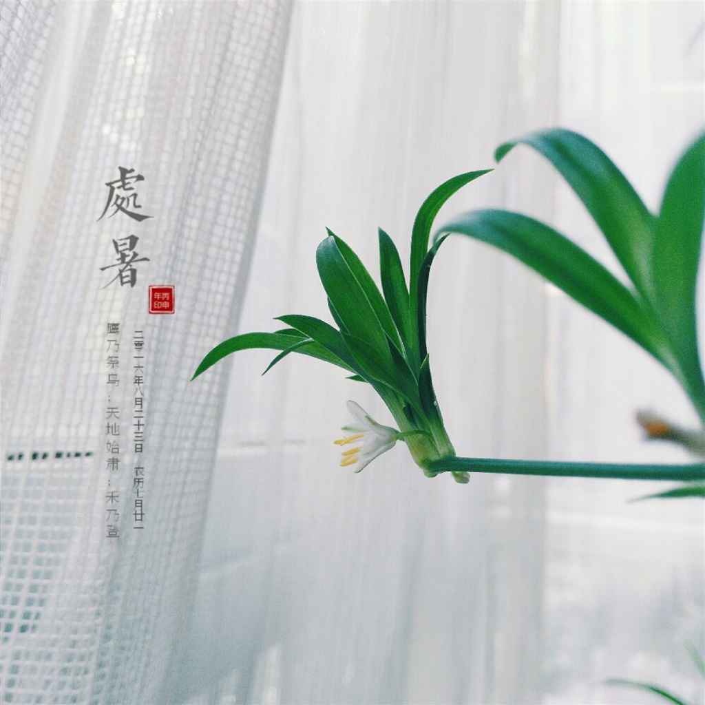 二十四节气之处暑安卓平板壁纸