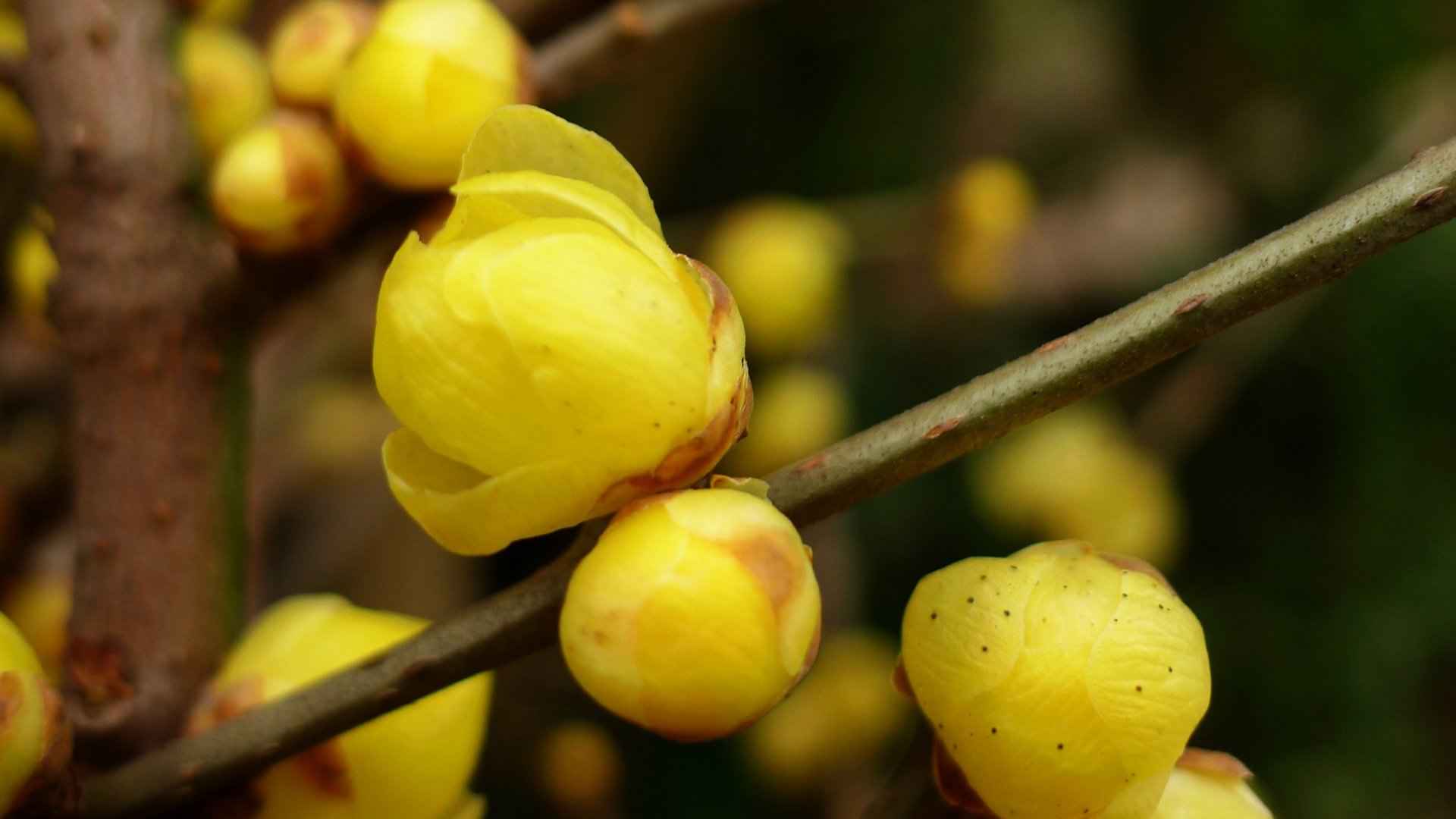 腊梅花图片桌面壁纸