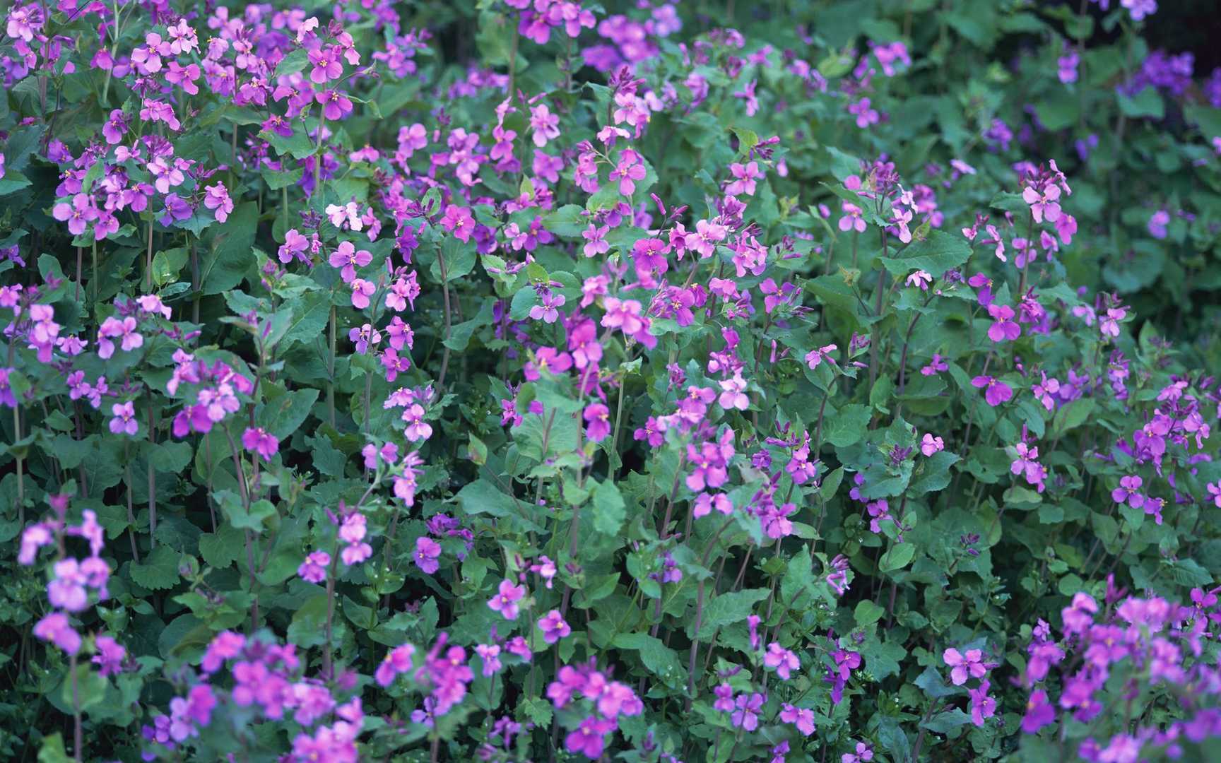 好看的紫色花丛图片