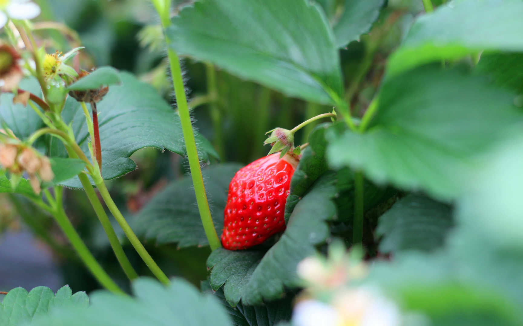草莓园等待采摘的草莓图片