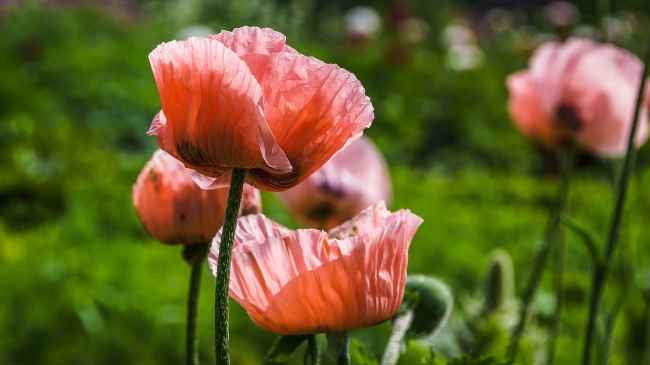 粉红色罂粟花摄影图片