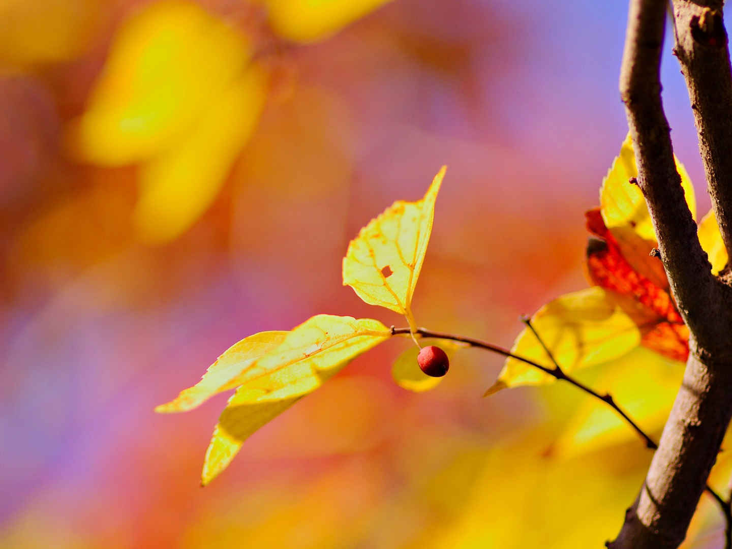 秋天的树叶唯美高清图片平板壁纸