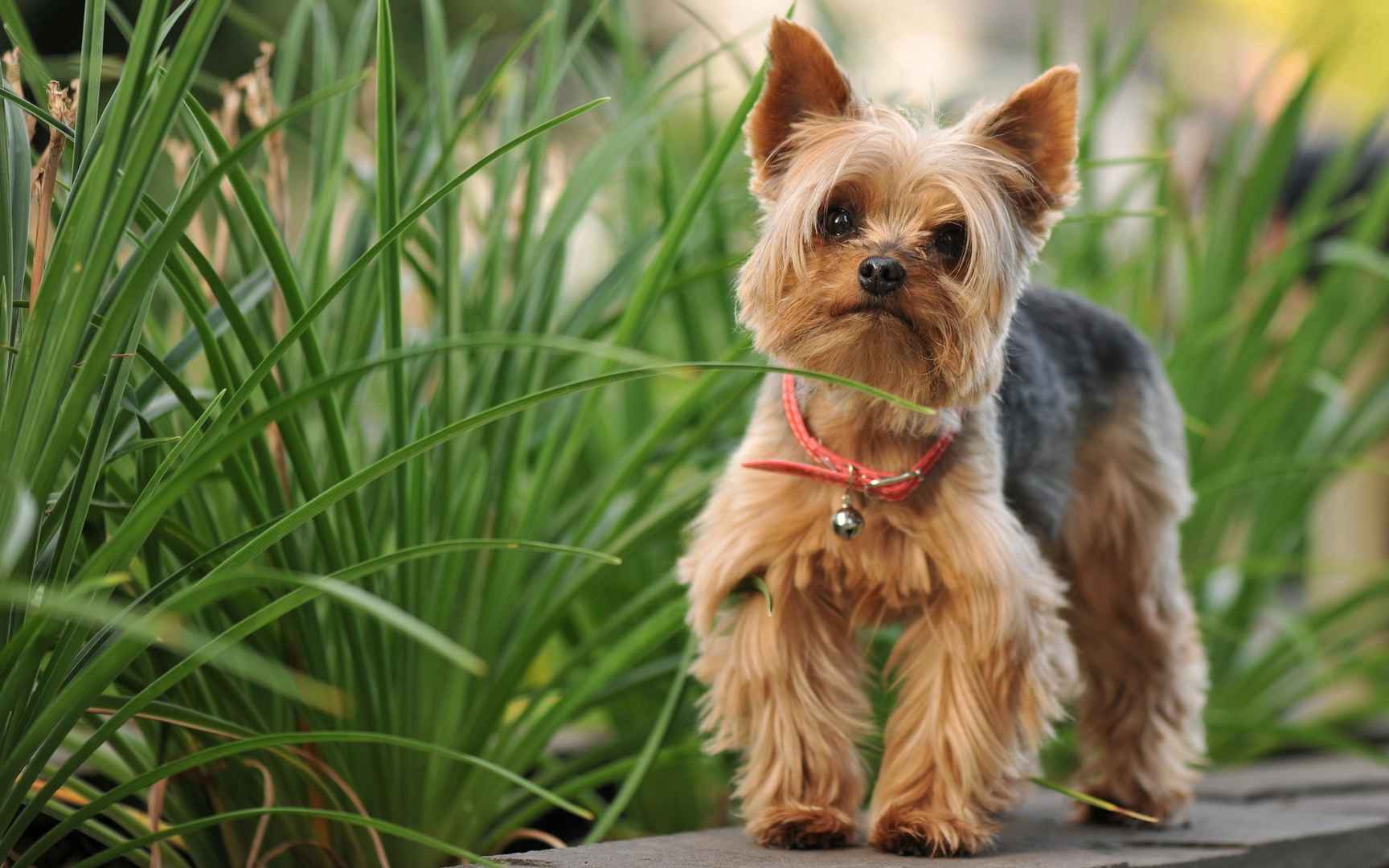 约克夏梗犬图片桌面壁纸_约克夏梗犬摄影素材图片壁纸_三千图片网