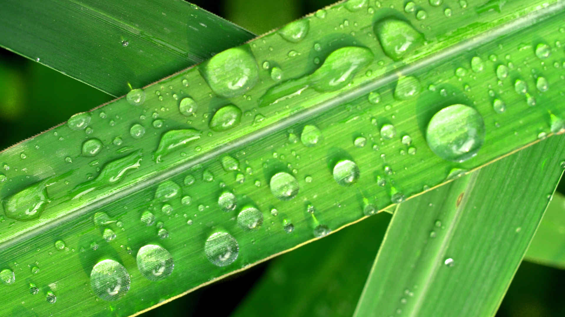 小草上的水珠露珠图片