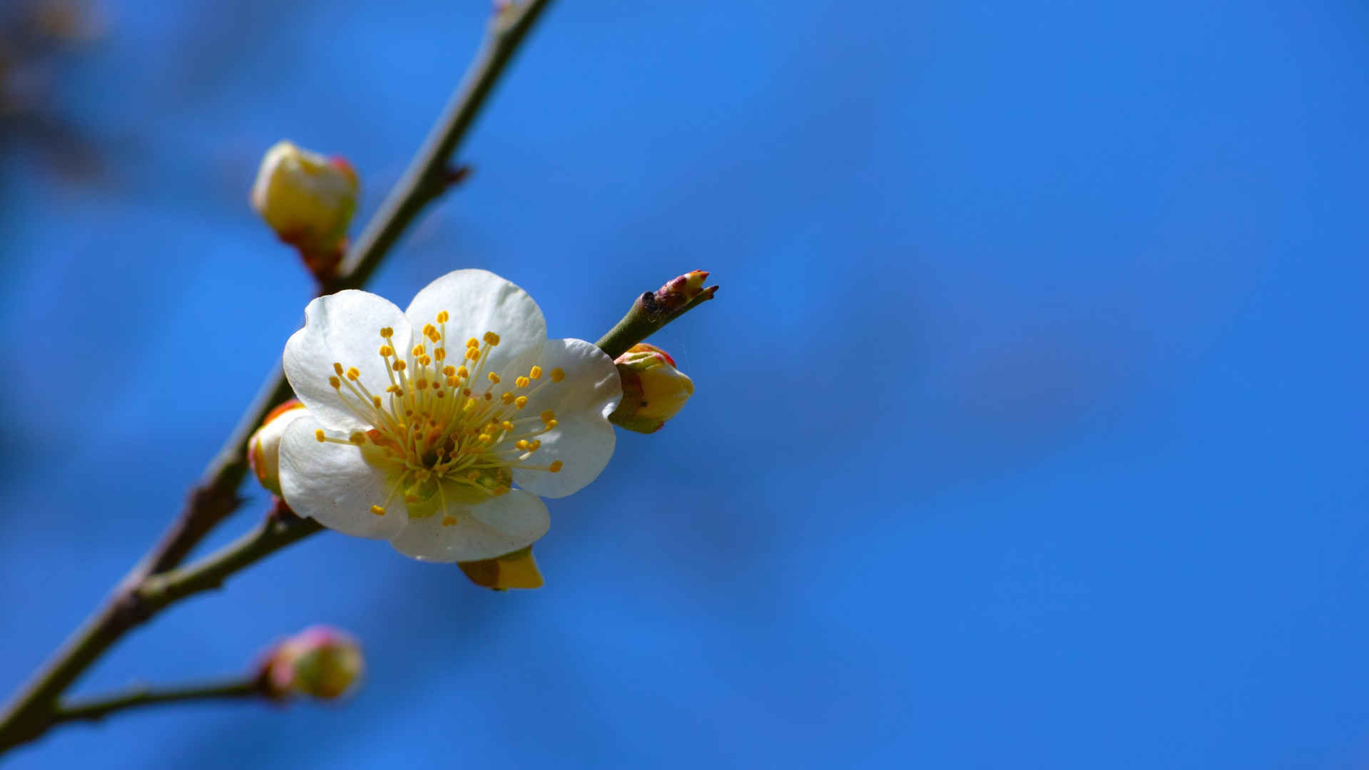 白梅花香自苦寒来