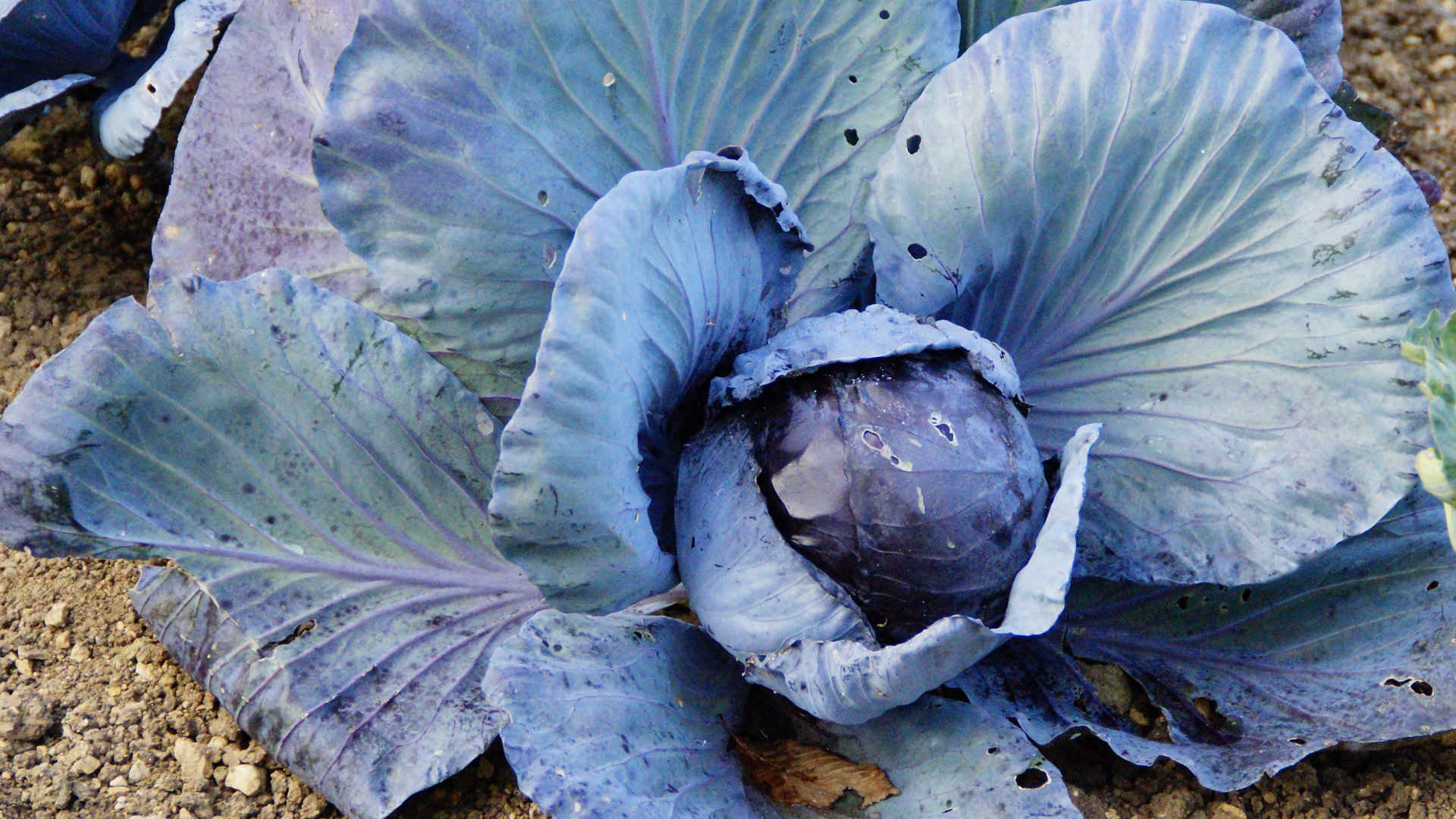 蔬菜甘蓝紫甘蓝图片