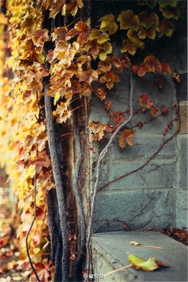秋风落叶红色枫叶唯美意境摄影手机壁纸图片大全
