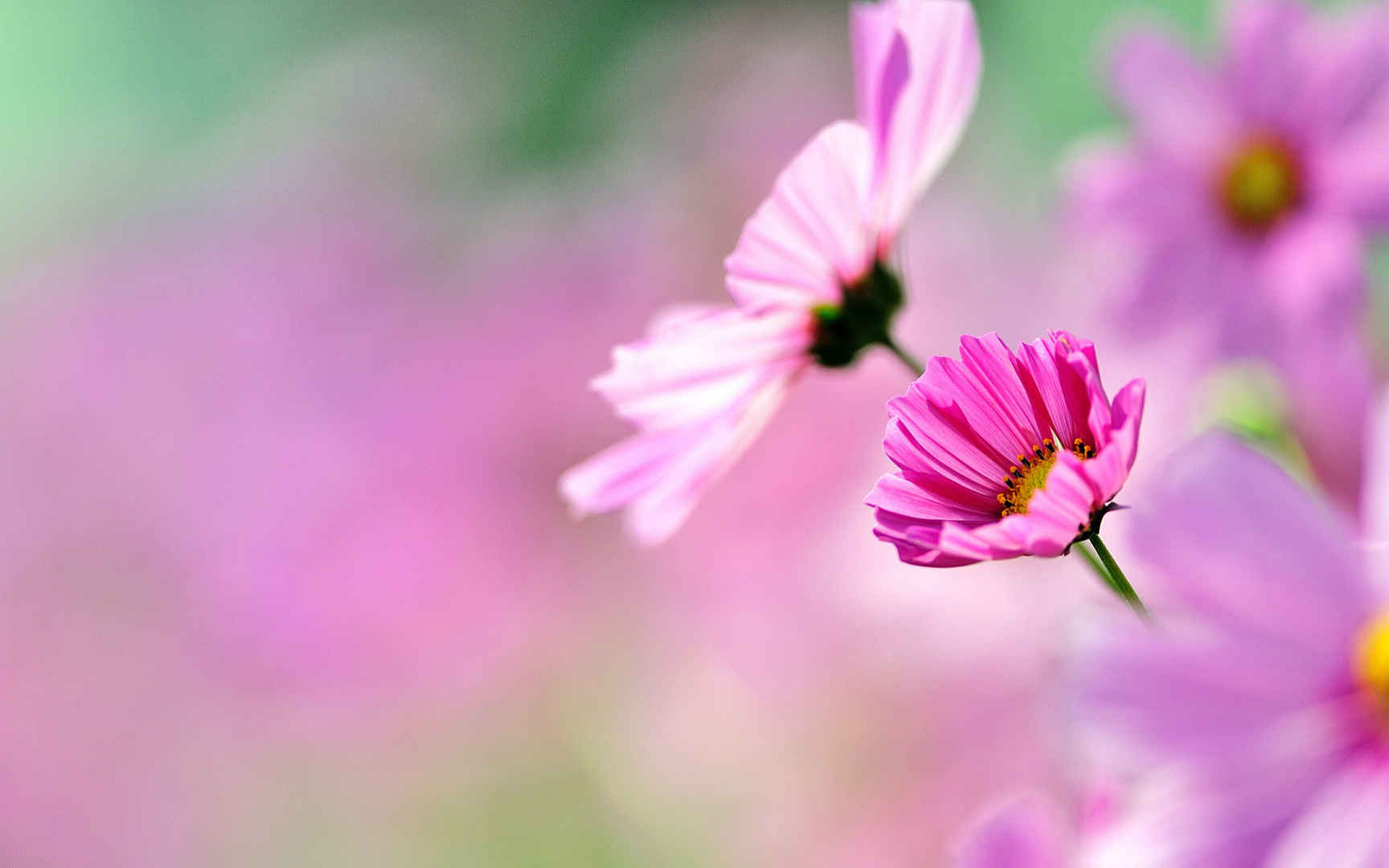 格桑花花语图片壁纸