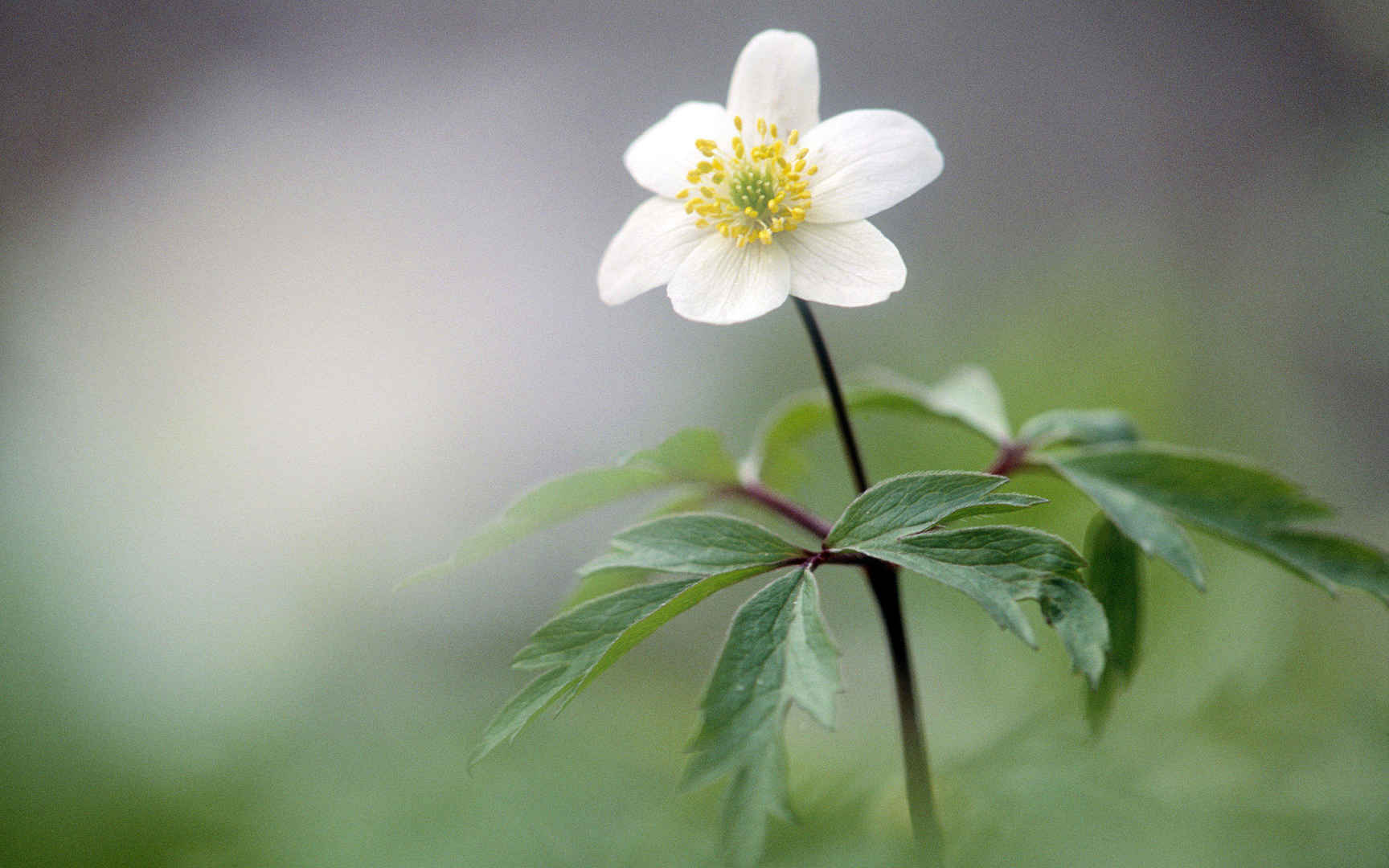 高清花卉图片大全