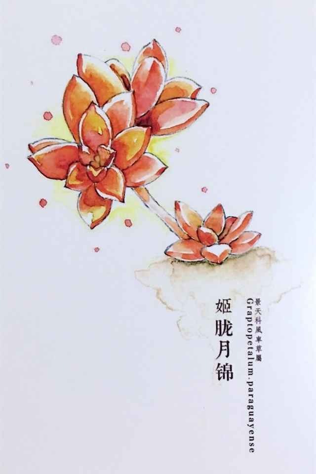 植物水彩艺术插画手机壁纸