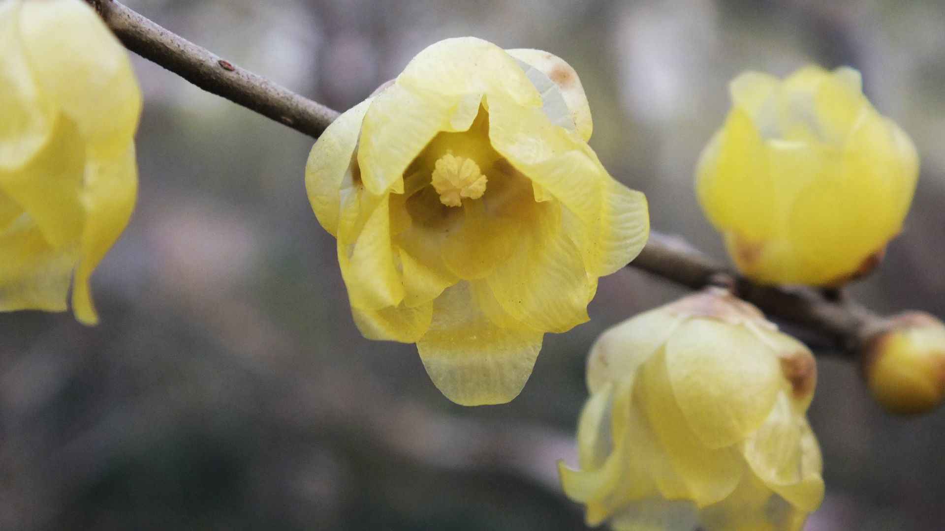 腊梅花图片桌面壁纸