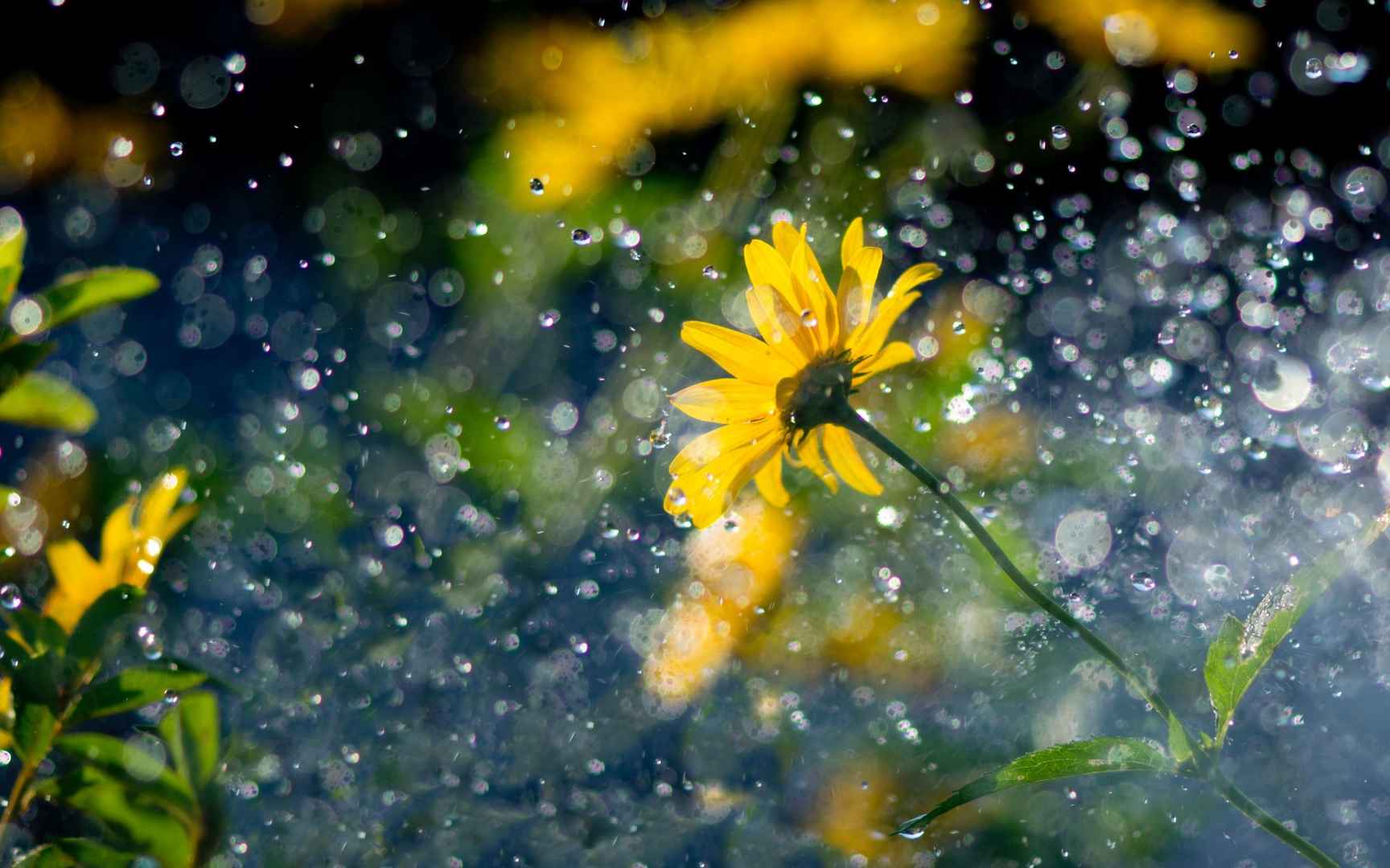 风雨中的花儿花瓣图片