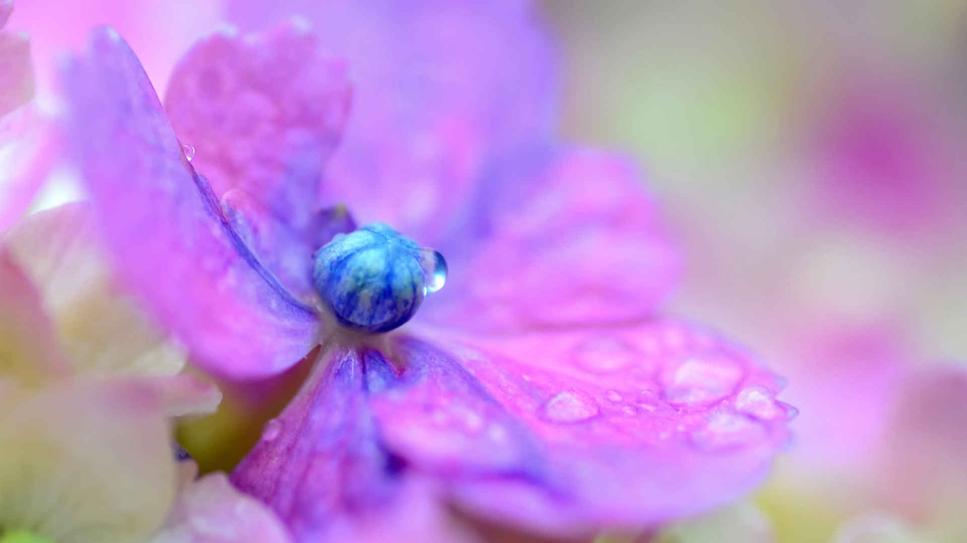 高清唯美花海图片