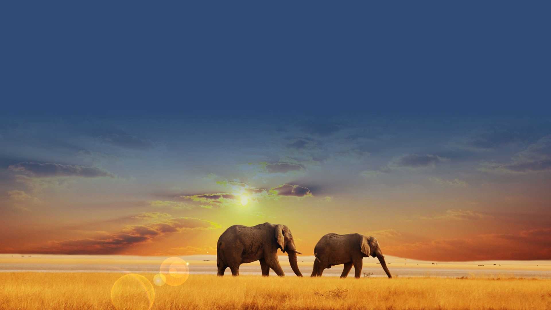 哺乳动物大象图片