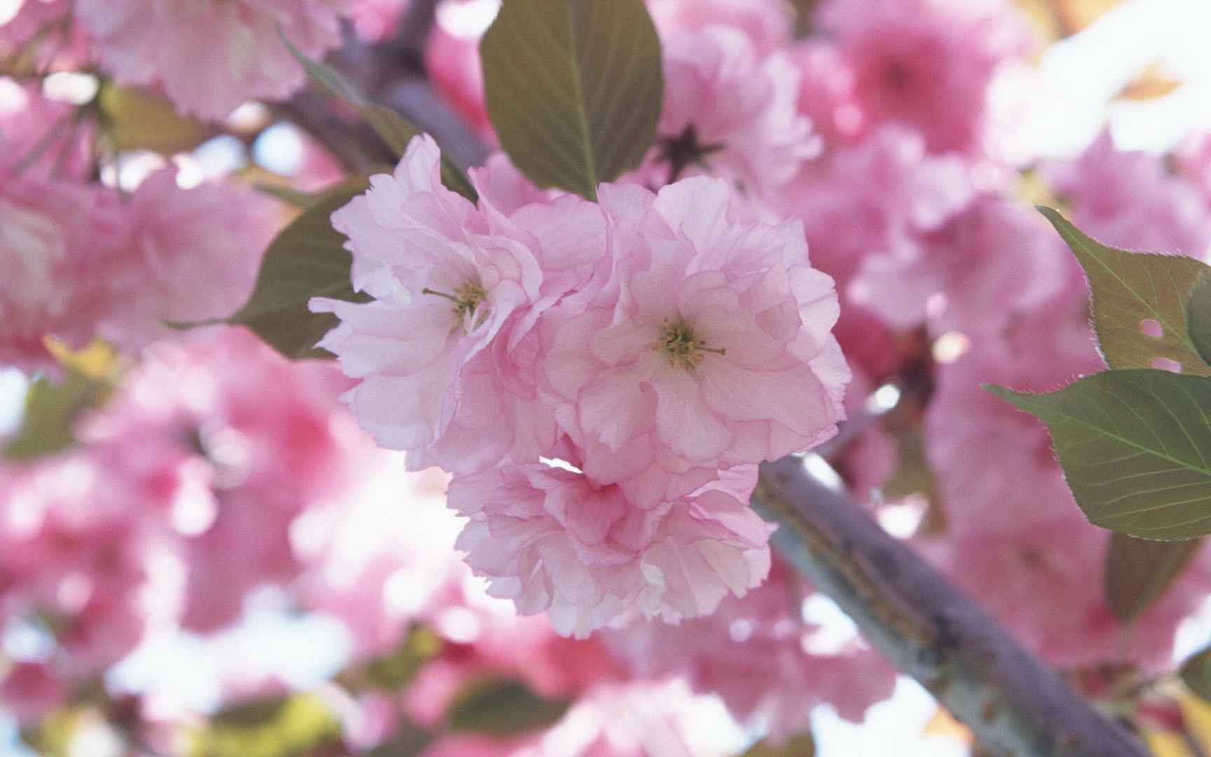 浪漫樱花图片桌面壁纸