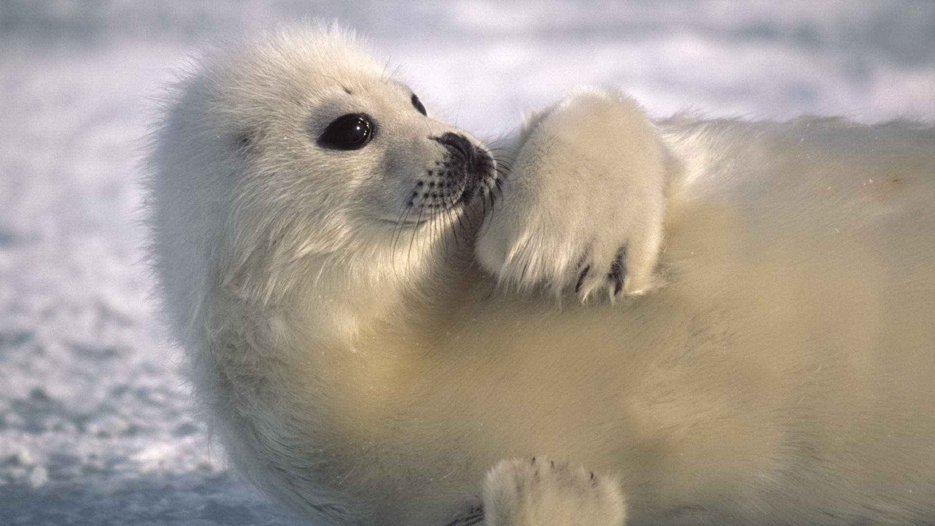 海豹图片壁纸