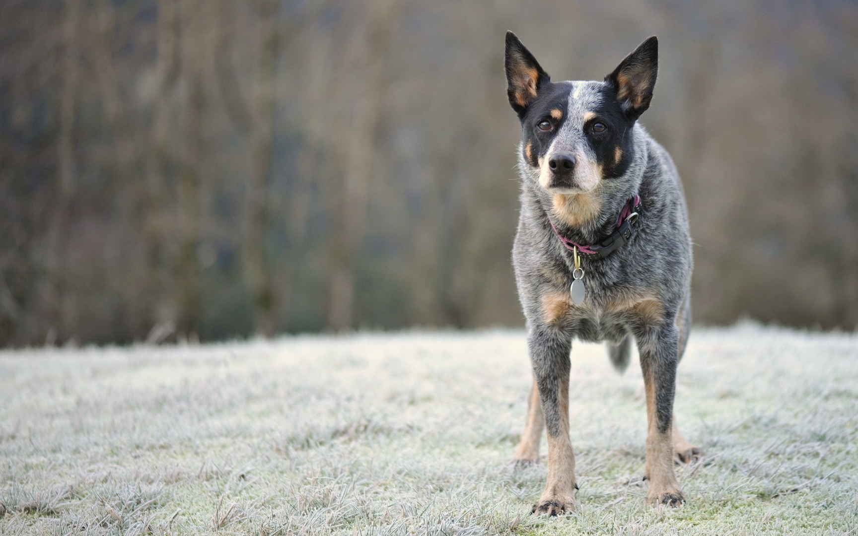 澳洲牧牛犬图片