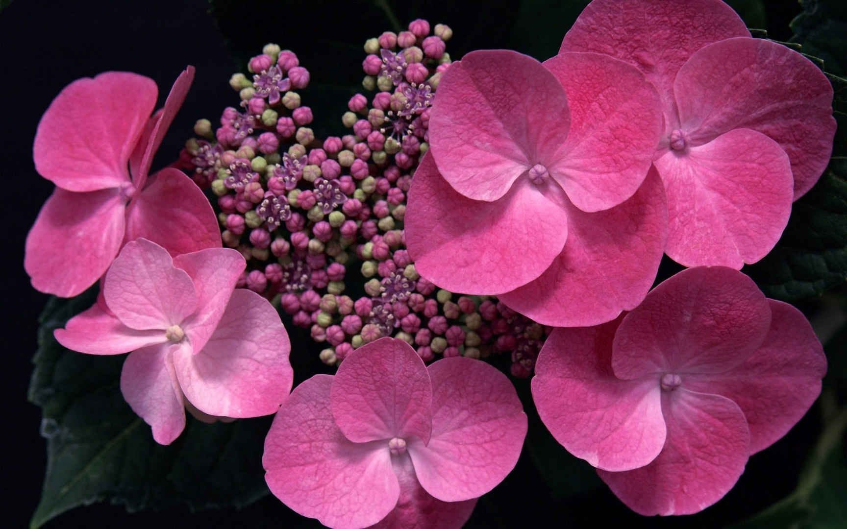 紫阳花花语图片