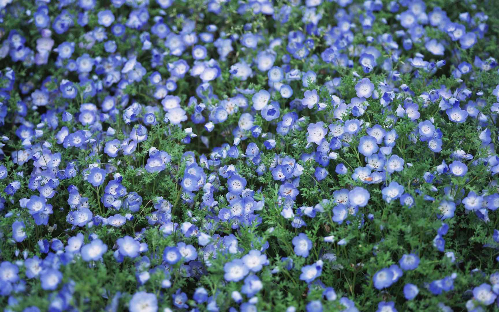 蓝天 绿地 花丛 - 图片99