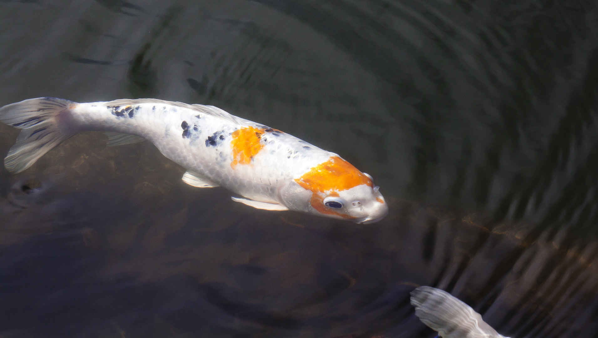 观赏鱼锦鲤图片