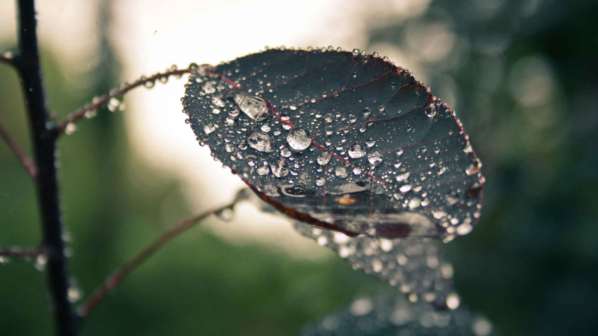 清晨植物上的露水图片