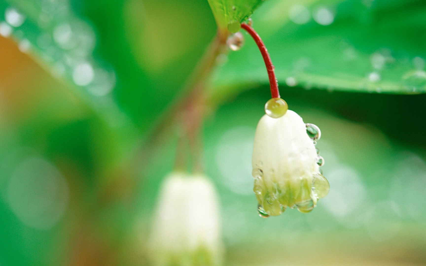 铃兰花图片桌面壁纸