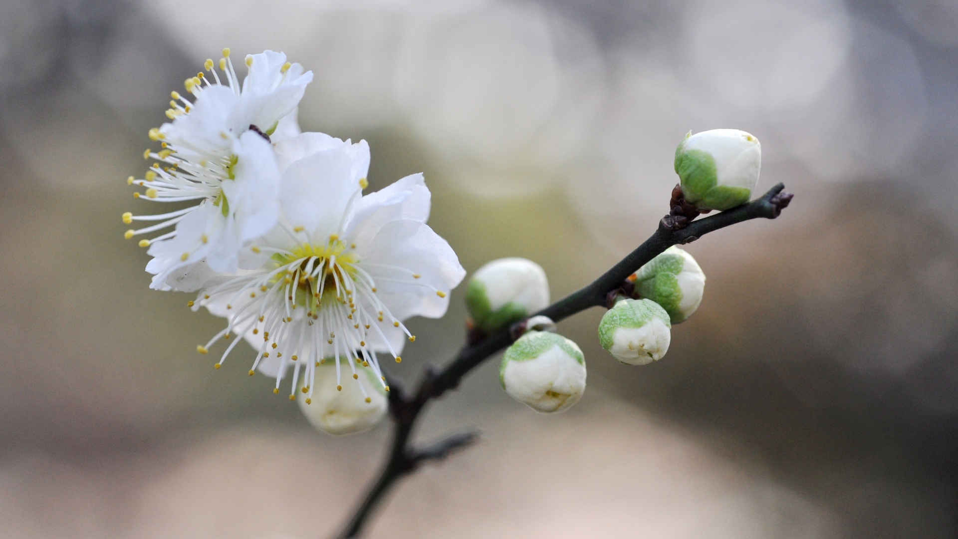 白梅花香自苦寒来