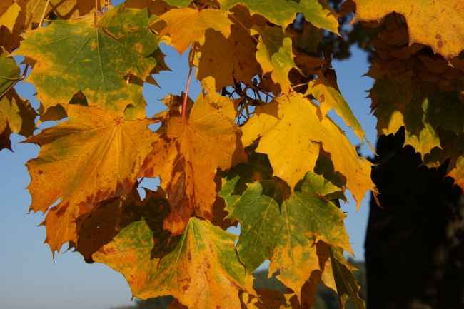 秋季多彩黄树叶图片