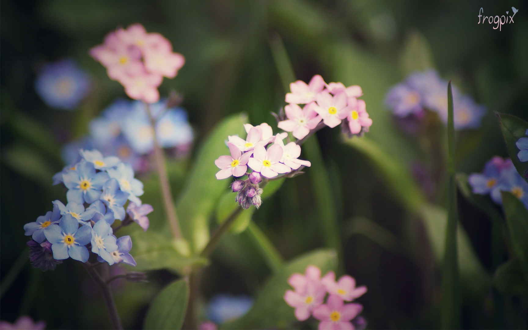 高清花卉图片大全