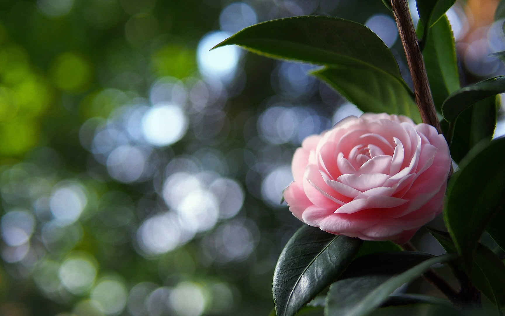 曼佗罗花(山茶花)图片壁纸