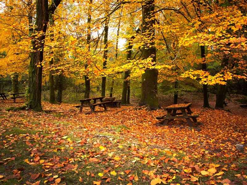 美丽的秋天景色ipad壁纸下载