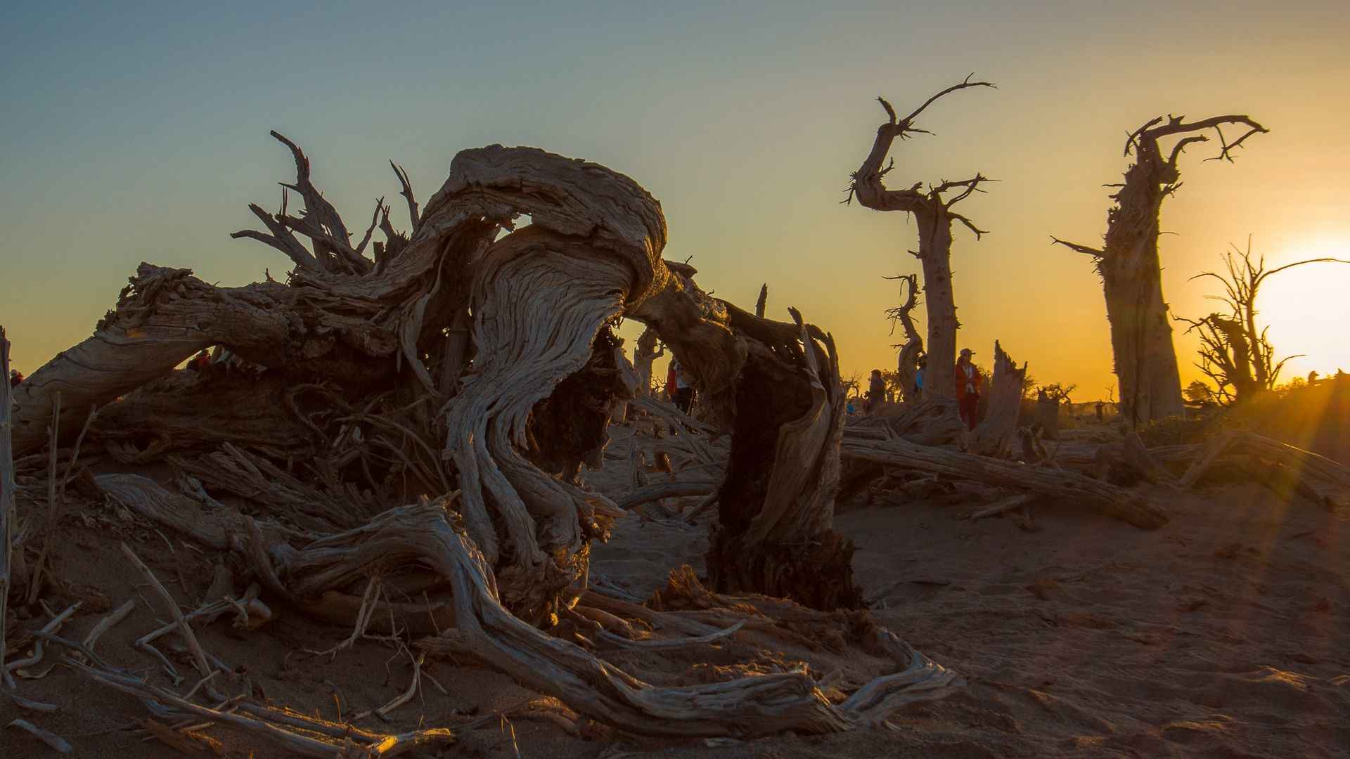沙漠日出胡杨林图片