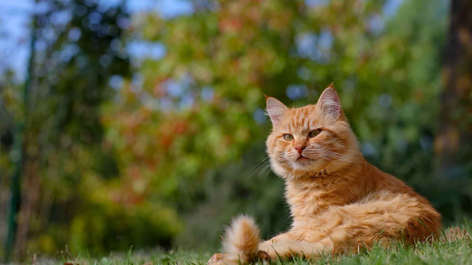 可爱橘猫图片壁纸