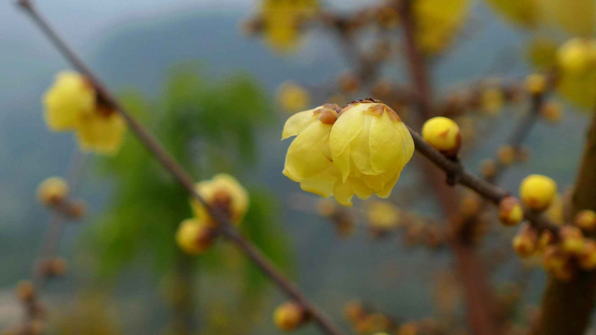 腊梅花图片桌面壁纸