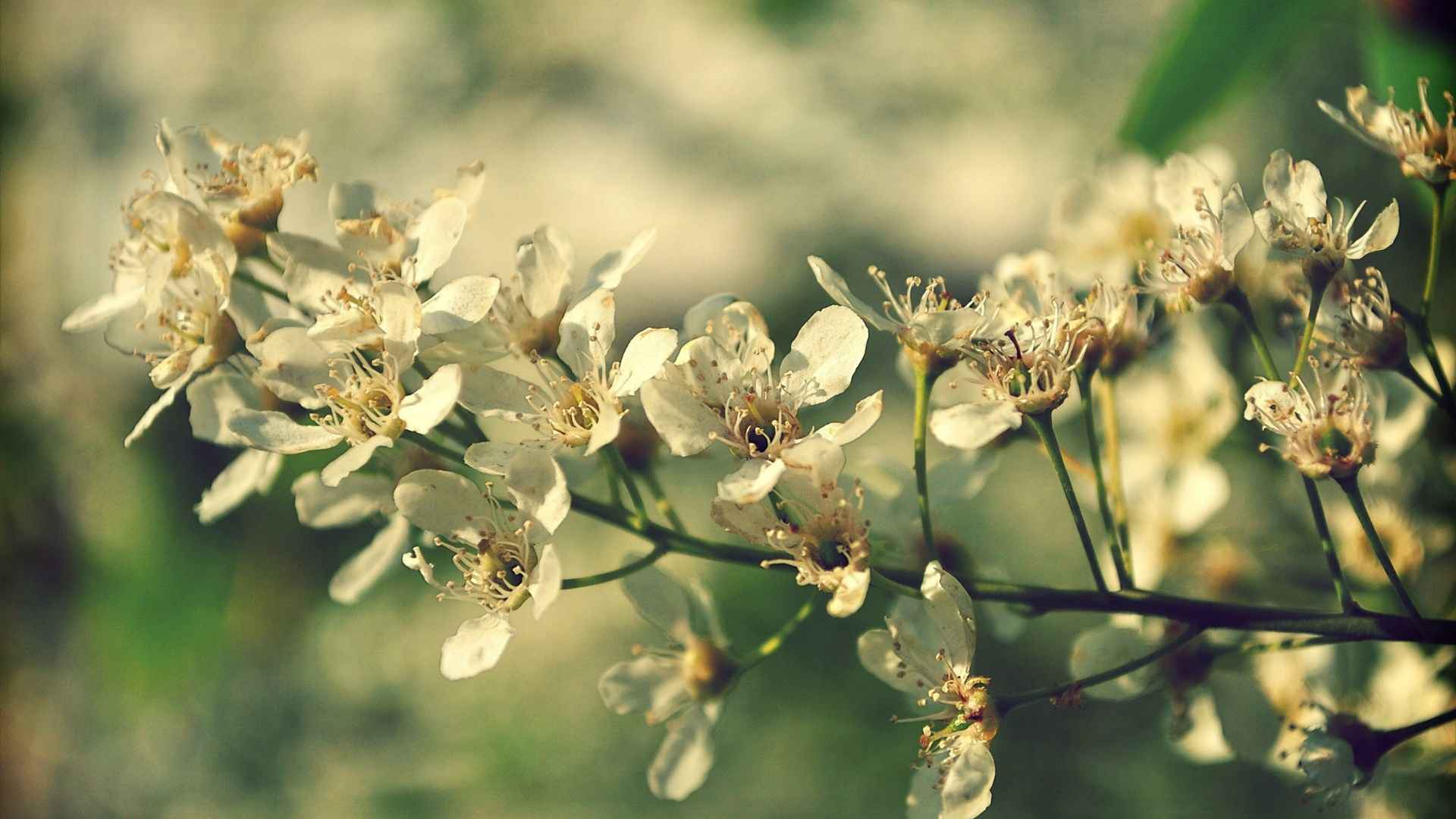 小清新唯美花朵图片