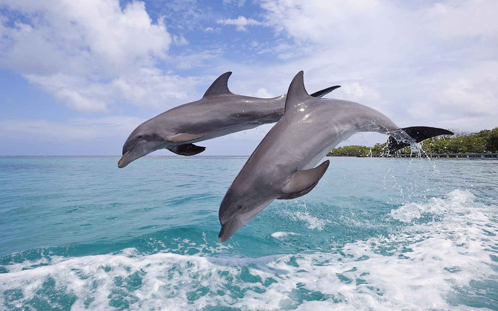 乖巧可爱的海豚图片
