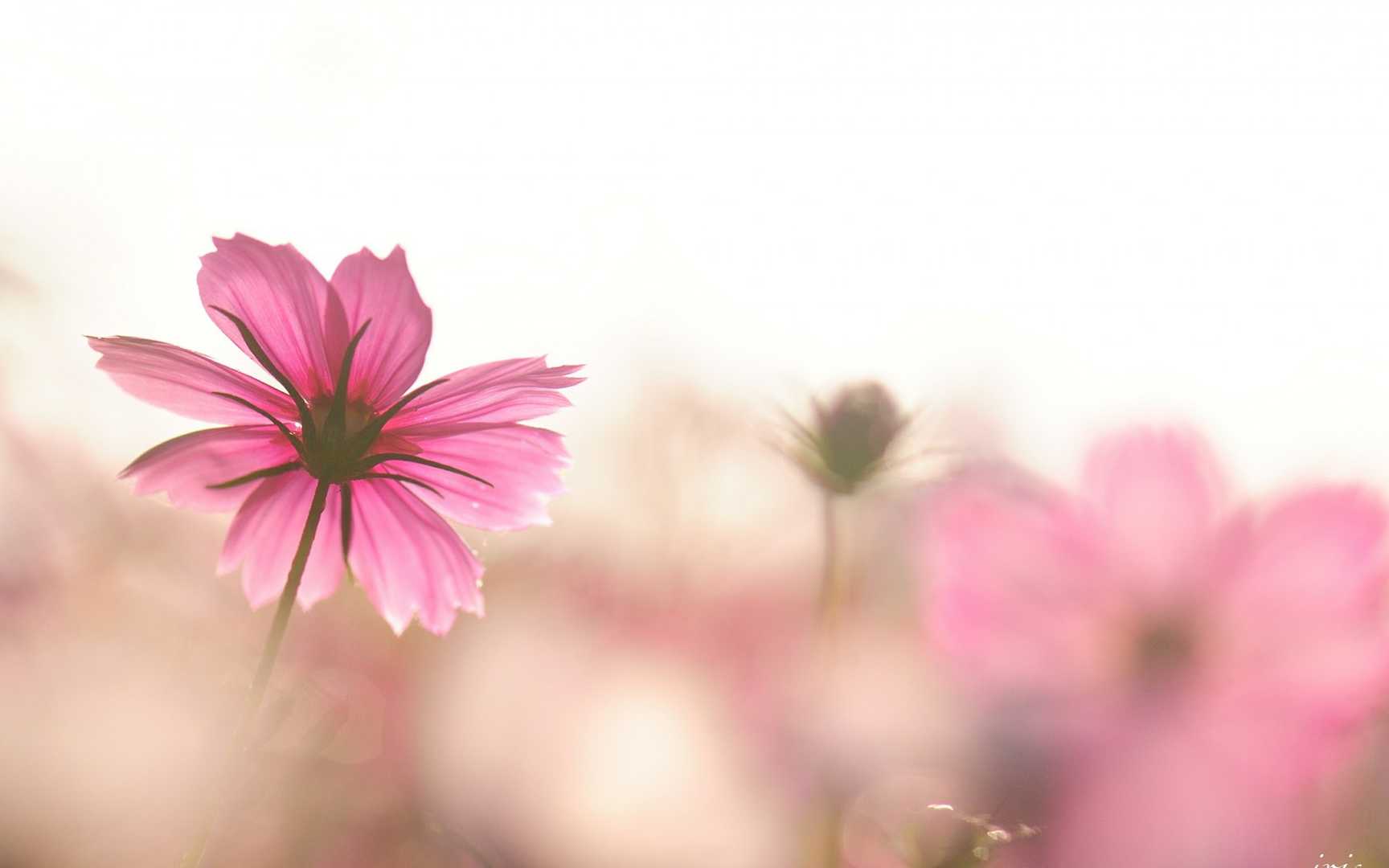 格桑花花语图片壁纸