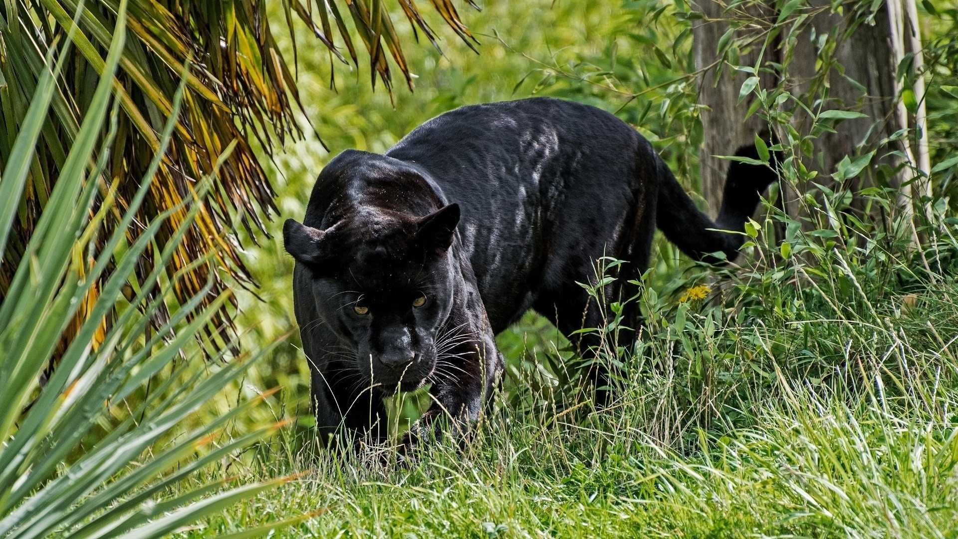 下载手机图片:动物, 黑豹，免费8272。