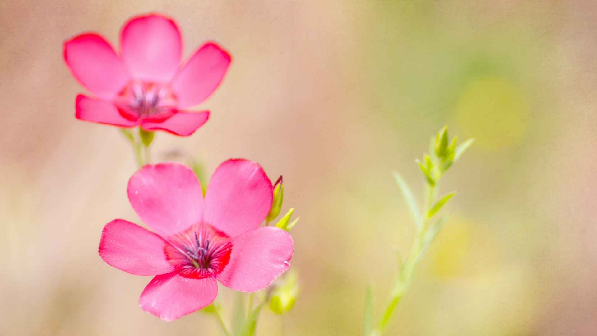 高清唯美花海图片