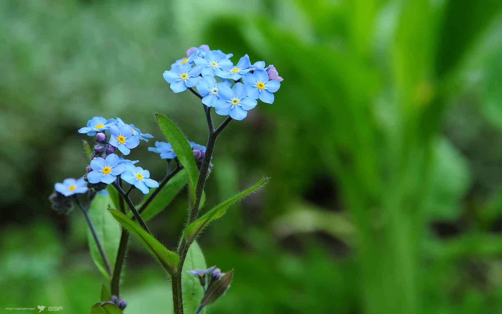 忽忘我花语桌面壁纸