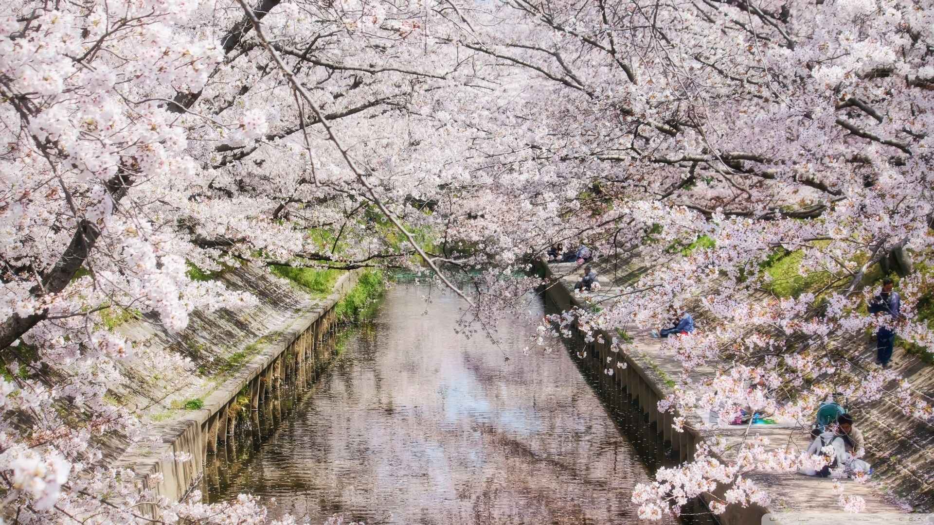 小清新唯美花朵图片