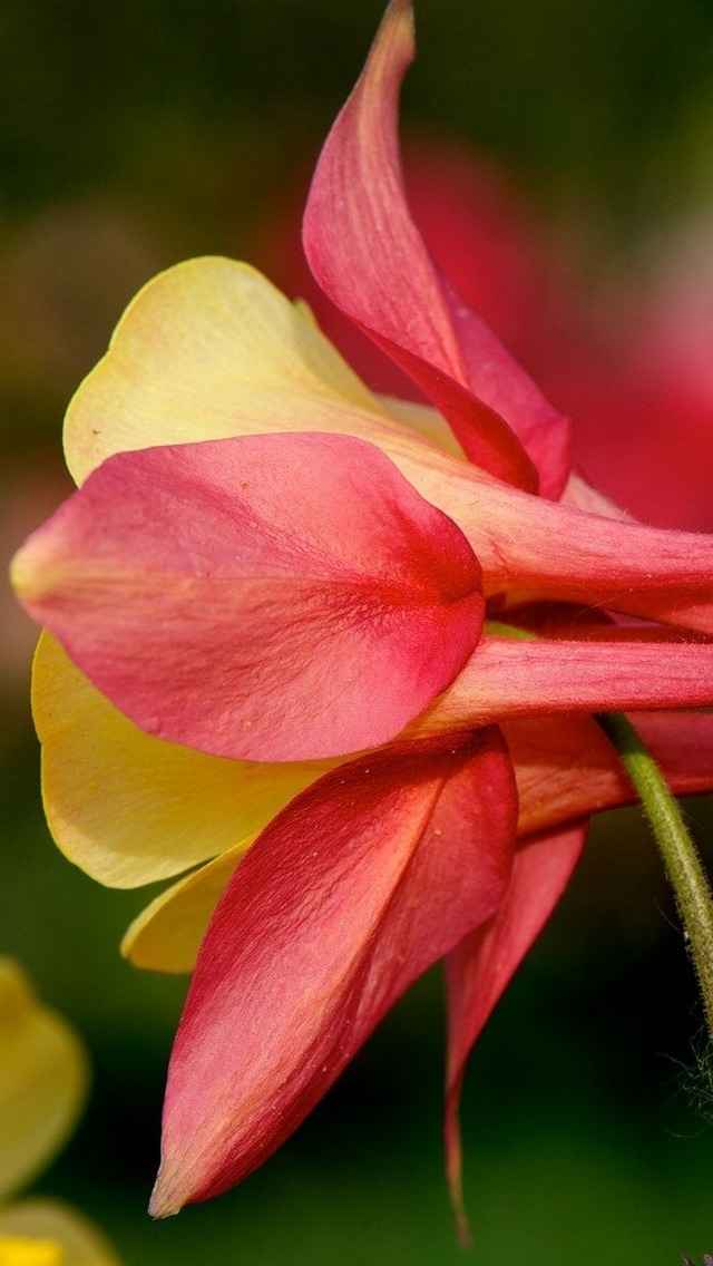 耧斗菜猫爪花红色花朵iPhone 5手机壁纸