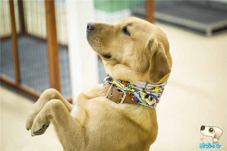 《神犬小七》剧照 小七痛失妈妈