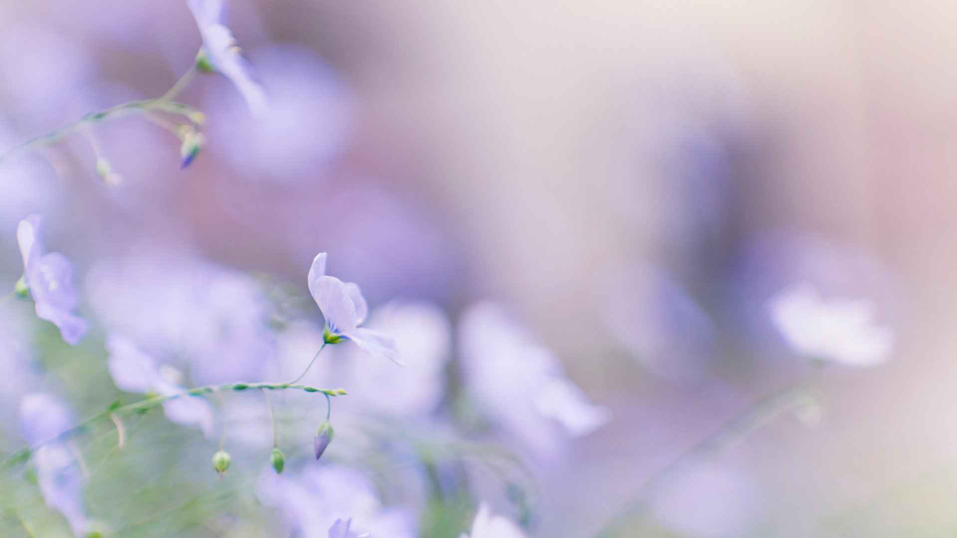 唯美紫色淡雅亚麻花图片壁纸