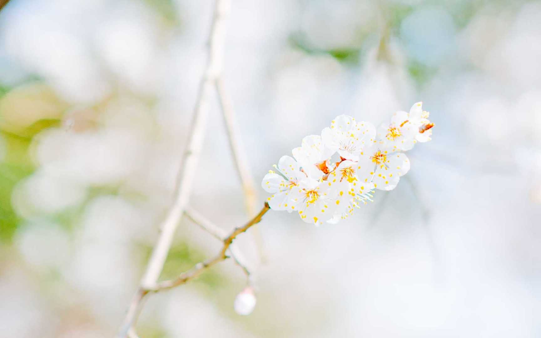 唯美朦胧樱花图片壁纸